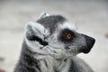 Close up portrait of ring-tailed lemur catta Royalty Free Stock Photo