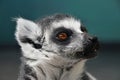 Close up portrait of ring-tailed lemur catta Royalty Free Stock Photo