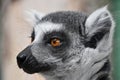 Close up portrait of ring-tailed lemur catta Royalty Free Stock Photo