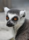 Close up portrait of ring-tailed lemur catta Royalty Free Stock Photo