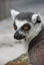 Close up portrait of ring-tailed lemur catta Royalty Free Stock Photo