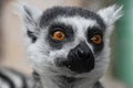 Close up portrait of ring-tailed lemur Royalty Free Stock Photo