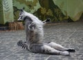 Close Up portrait Of Ring Tailed Lemur, posing monkey