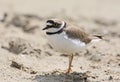 Close up portrait of ringed plover