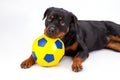 Close up portrait rottweiler with soccer ball. Royalty Free Stock Photo