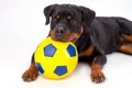 Close up portrait rottweiler with soccer ball.