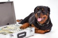 Close up portrait of rottweiler with suitcase of money.