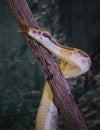 a close up portrait of a royal python Royalty Free Stock Photo