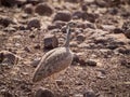 Close-up portrait of Rueppell`s Bustard or Heterotetrax rueppelii bird, Palmwag Concession, Namibia, Africa Royalty Free Stock Photo