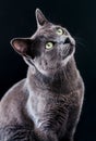 Close-up portrait of Russian blue cat Royalty Free Stock Photo