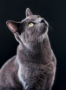 Close-up portrait of Russian blue cat Royalty Free Stock Photo