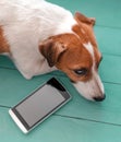 Close-up portrait of sad cute dog Jack russell lying on green blue wooden floor next to mobile phone. Pet waiting for a Royalty Free Stock Photo