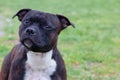 Close up portrait of sad dog of tiger color. Cute face looking to the camera with humility. Concept of adopting stray dogs. Royalty Free Stock Photo