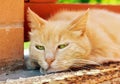 Close-up portrait of sad ginger cat outdoors