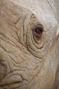 Close up portrait of a Sad looking eye of a black rhino Royalty Free Stock Photo