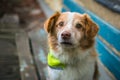 Close up portrait of sad looking mixed breed brown and white dog Royalty Free Stock Photo