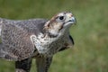 Close up portrait of a saker falcon Royalty Free Stock Photo