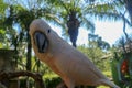 Close up portrait Salmon-Crested Cockatoo at Bali Bird Park ZOO. Moluccan Cockatoo parrot portrait. Macro portrait of a beautiful