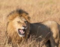 Close up portrait of Sand River or Elawana Pride male lion, Panthera leo, yawning and showing his teeth while standing Royalty Free Stock Photo