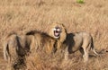 Close up portrait of Sand River or Elawana Pride male lion, Panthera leo, yawning and showing teeth Royalty Free Stock Photo