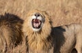 Close up portrait of Sand River or Elawana Pride male lion, Panthera leo, yawning and showing teeth while standing Royalty Free Stock Photo