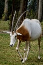 Close up portrait of a scimitar horned oryx Royalty Free Stock Photo