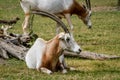 Close up portrait of a scimitar horned oryx Royalty Free Stock Photo