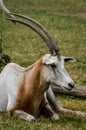 Close up portrait of a scimitar horned oryx Royalty Free Stock Photo