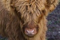 Close up portrait of a Scottish highland cattle boy with hair fur covering the face and a pink nose