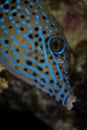 Close-up of a Scribbled Filefish in the Red Sea Royalty Free Stock Photo