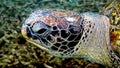 Close up portrait of sea green turtle over coral reef in wild nature Royalty Free Stock Photo