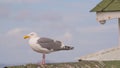 Close up portrait of sea gull  on roof of structure with sunny blue skies and puffy white clouds in background - Fisherman Royalty Free Stock Photo
