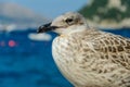 Close up portrait of a Sea gull standing on the stone Royalty Free Stock Photo