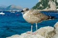 Close up portrait of a Sea gull standing on the stone Royalty Free Stock Photo