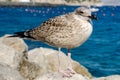 Close up portrait of a Sea gull standing on the stone Royalty Free Stock Photo