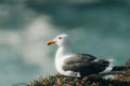 Close up portrait of seagull on the beach, soft blur turquoise colored water Royalty Free Stock Photo