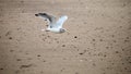 Close Up Portrait of a Seagull flying on the Beach Royalty Free Stock Photo