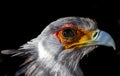 Portrait of a Secretary Bird Royalty Free Stock Photo