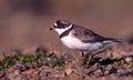 Close up portrait of a semi palmated plover