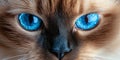 Close-Up Portrait of a Serene Ragdoll Cat with Striking Blue Eyes and a Peaceful Expression Royalty Free Stock Photo