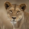 Close-up portrait of Serengeti National Park