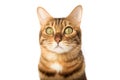 Close-up portrait of a serious cat. Muzzle of a cute Bengal cat Royalty Free Stock Photo