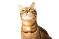 Close-up portrait of a serious cat. Muzzle of a cute Bengal cat Royalty Free Stock Photo