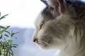 Close up portrait of serious longhair cat Royalty Free Stock Photo