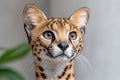close-up portrait of a serval cat Royalty Free Stock Photo