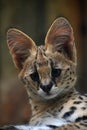 Close up portrait of serval kitten Royalty Free Stock Photo