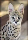 Close-up portrait of serval Royalty Free Stock Photo