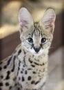 Close-up portrait of serval