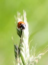 Close-up portrait of a seven-spot ladybird on a green ear of wheat Royalty Free Stock Photo