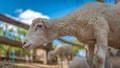 Close Up Portrait Of A Sheep